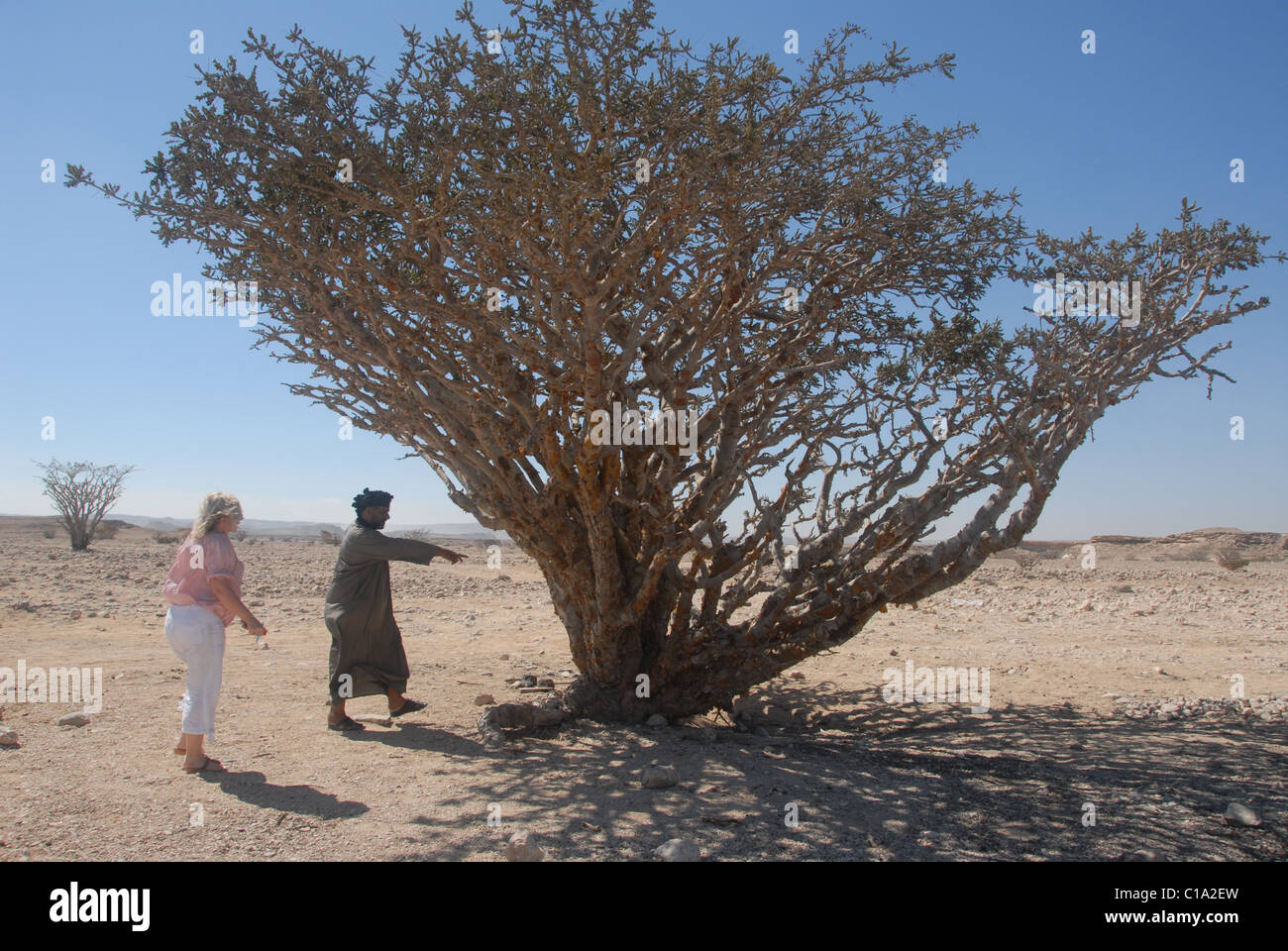 Omani guide shows a tourist a Frankincense Tree in Wadi Dawkah