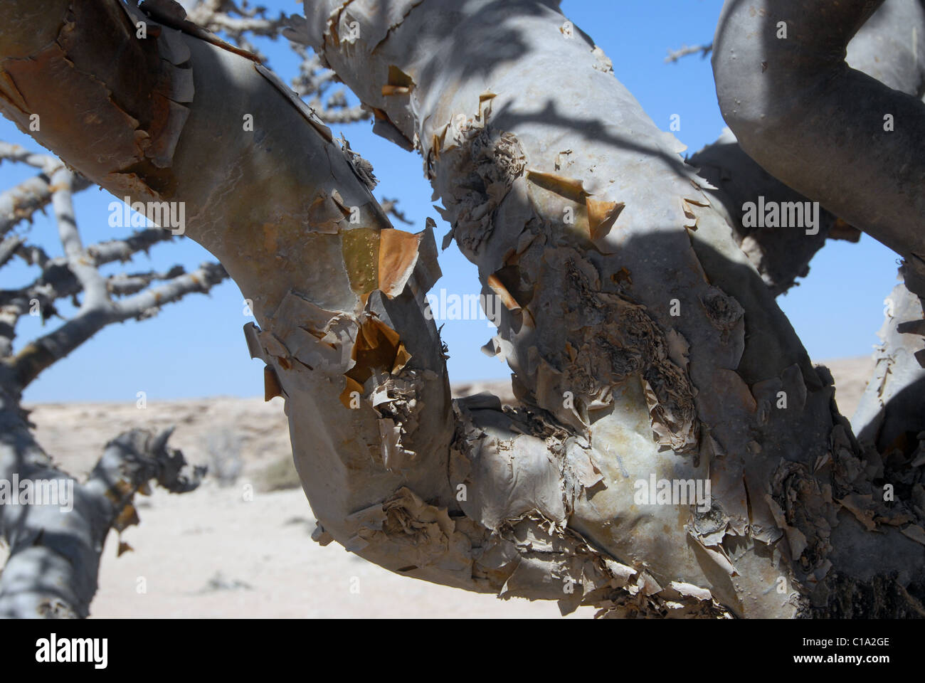 Detail of scratches on Frankincense Tree in Dhofar Province, southern Oman, showing Frankincense oozing from the damaged bark Stock Photo