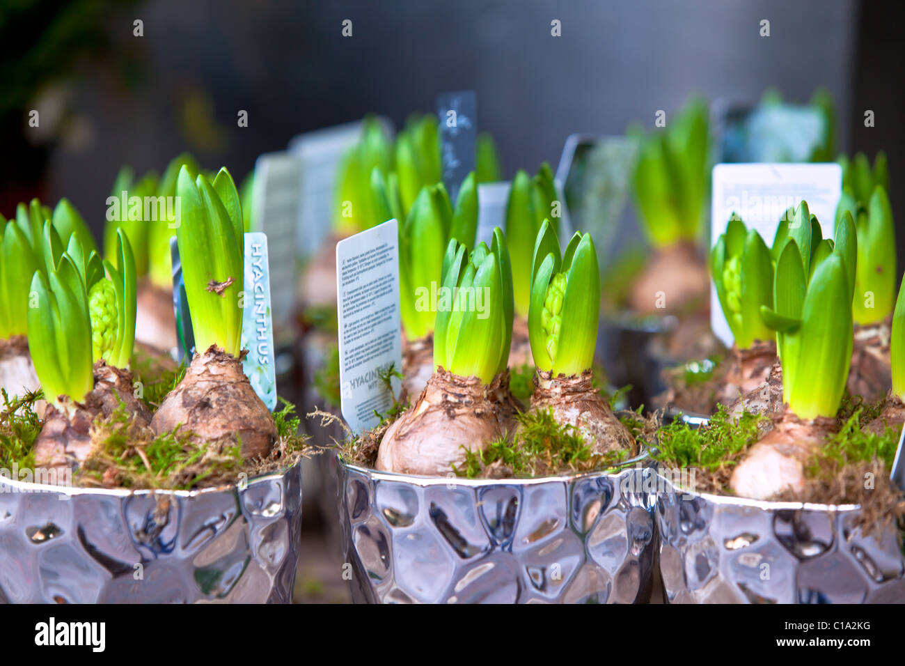 Growing Hyacinths in a decorative pots. Horizontal shot Stock Photo Alamy