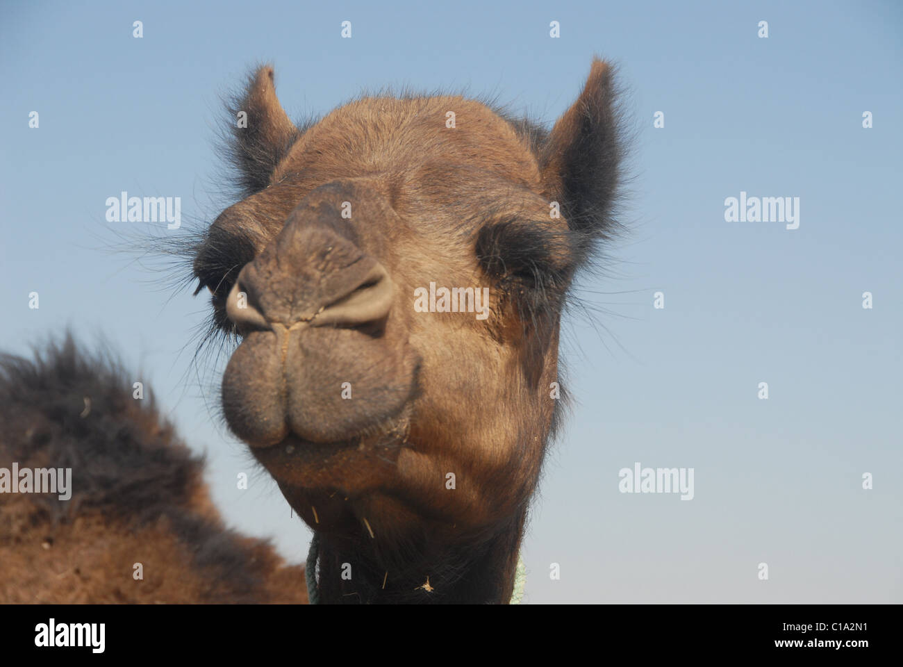 Dark desert camel in the Empty Quarter, southern Oman Stock Photo