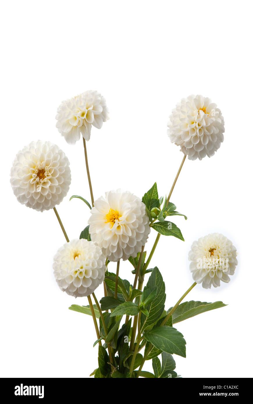 White dahlias isolated on a white background Stock Photo - Alamy