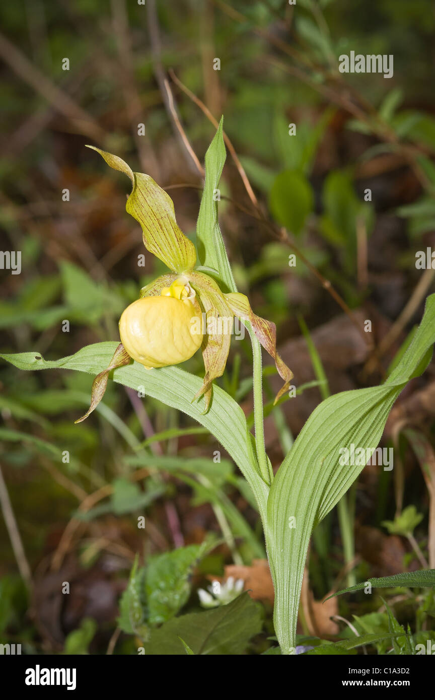 Large Yellow Lady's Slipper (Cypripedium pubescens), Natural Bridge State Park, Kentucky Stock Photo