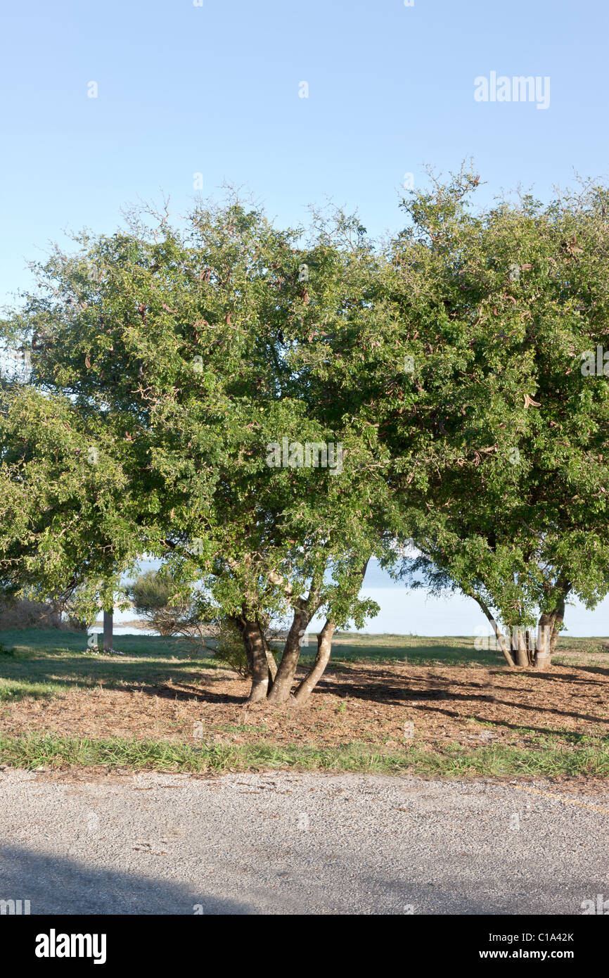 Texas Ebony trees, park setting, Stock Photo