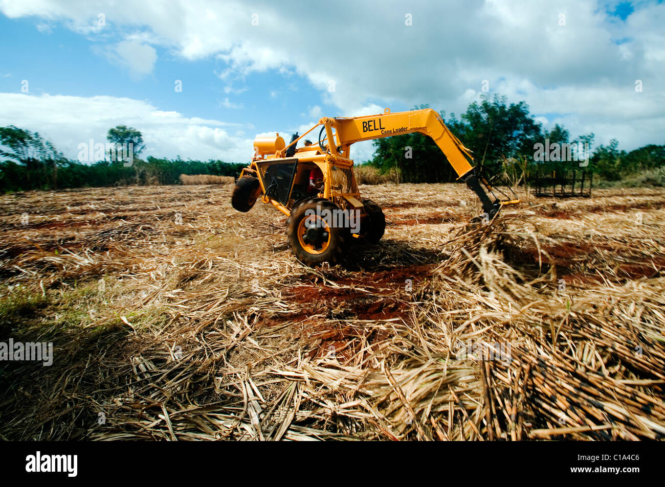 Sugarcane collection using specialised Bell Cane Loader, Near Balaclava, Mauritius Stock Photo
