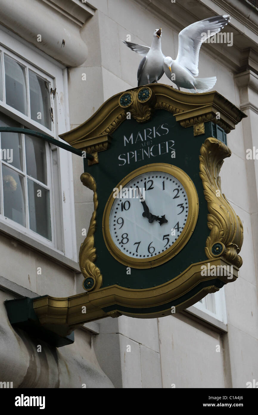 Two seagulls pictured on a Marks and Spencer's clock in Worthing, West