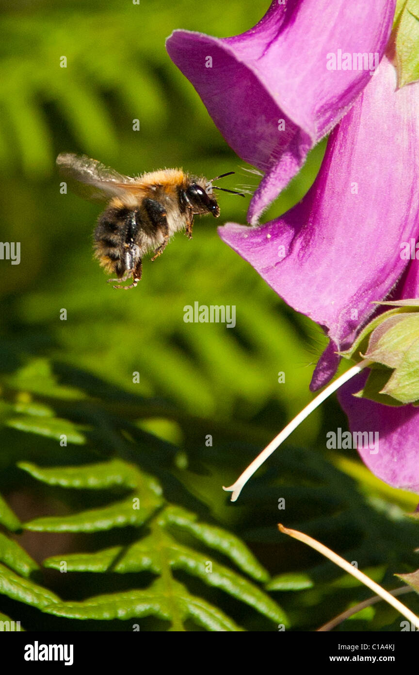 Bumble Bee and Foxglove Stock Photo
