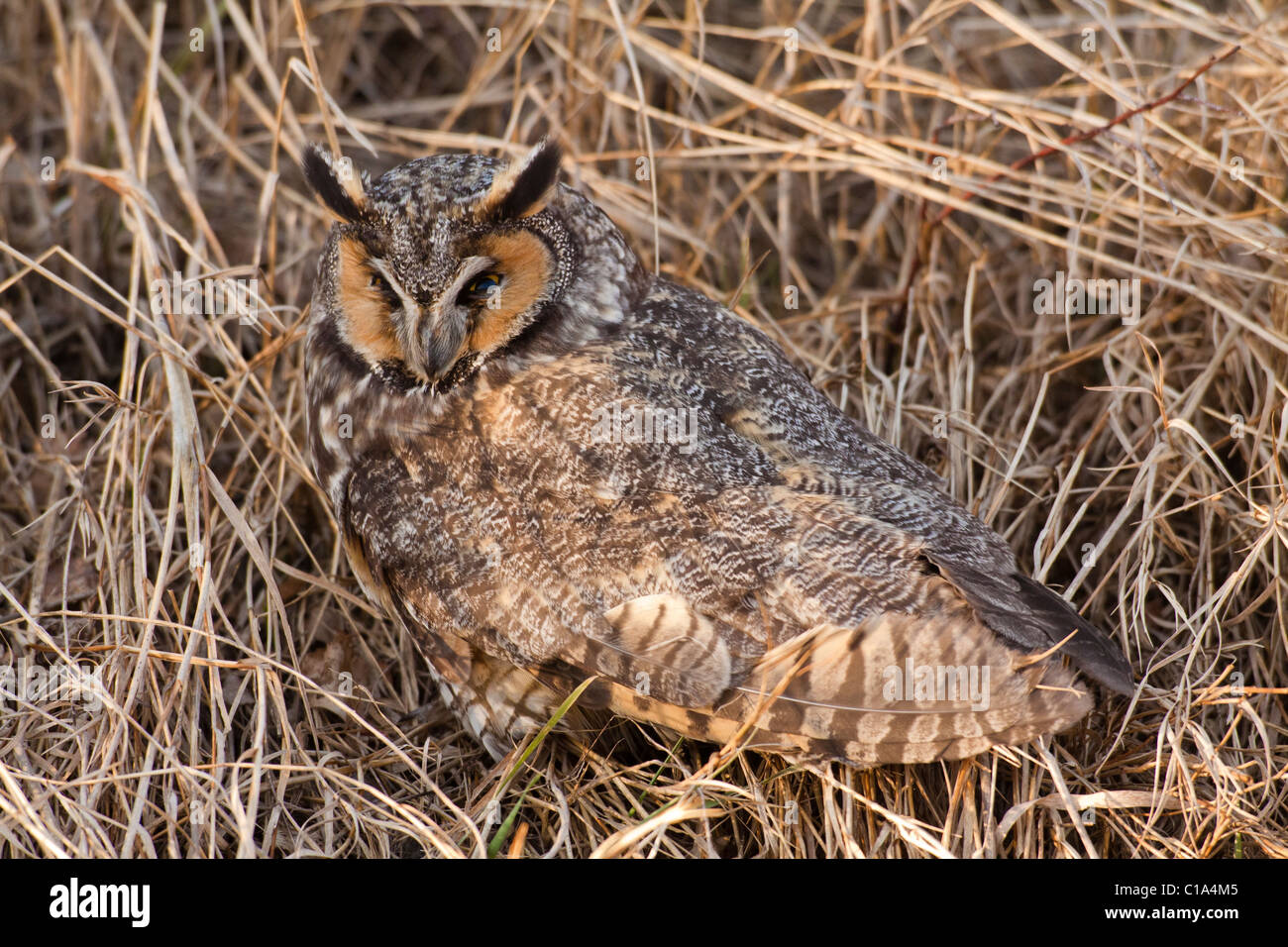 Long eared owl camouflaged in marsh grass in ditch at edge of dyke-Boundary Bay, Vancouver, British Columbia, Canada. Stock Photo