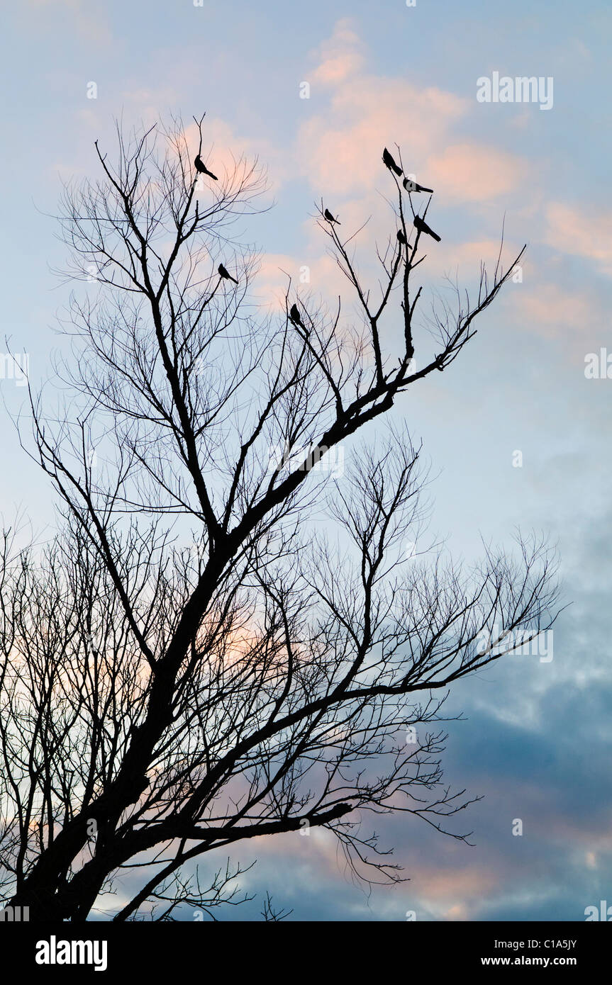Birds Sitting On A Bare Branch