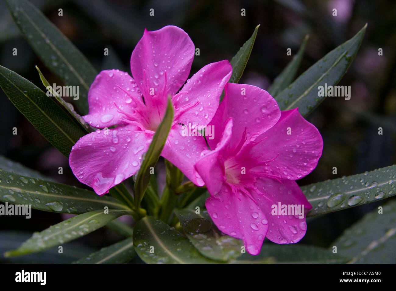 Beautiful but poisonous Oleander flower blossoms. Stock Photo