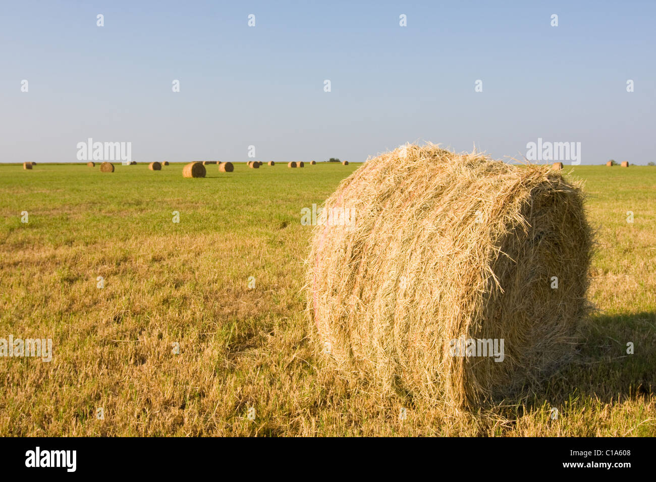 Close up a single roll of hay or haybale in a field with many other rolls in the background. Stock Photo