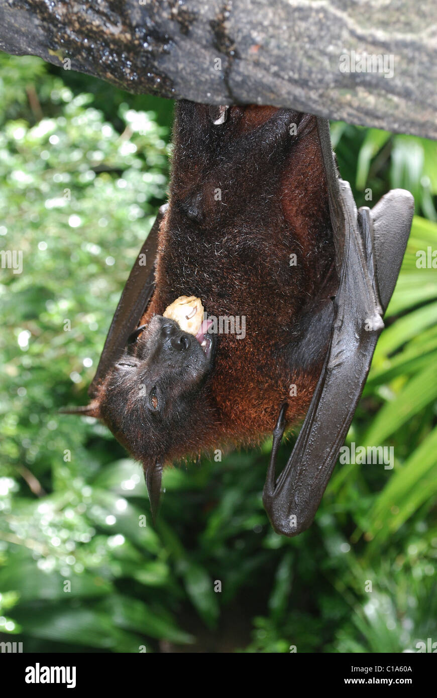 malayan flying fox , a species of bat eating fruit; singapore zoo Stock Photo