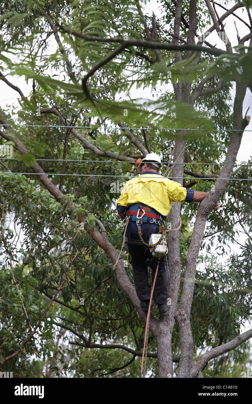 A woodcutter is climbing on the tree Stock Photo - Alamy