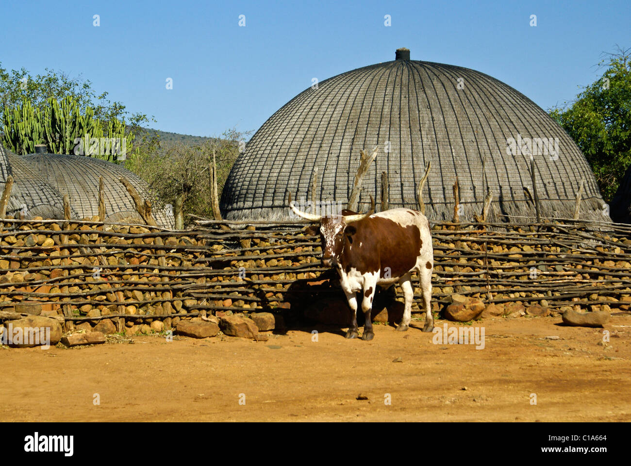 Zulu homestead and steer, Shakaland, South Africa Stock Photo