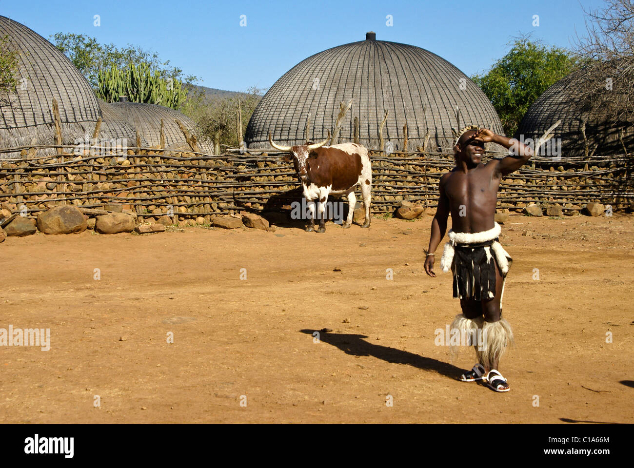 Zulu warrior and steer at homestead, Shakaland, South Africa Stock Photo
