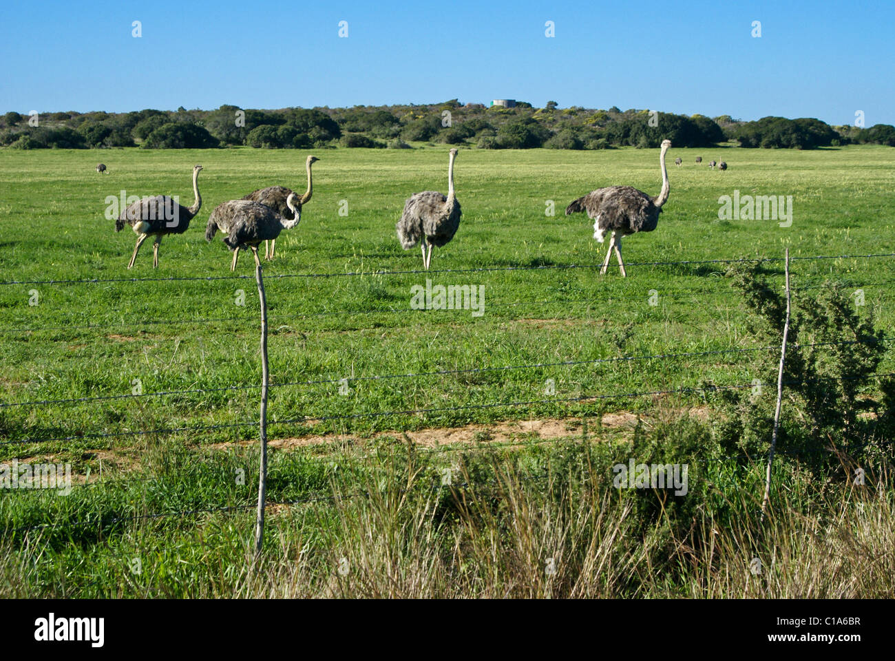 Ostriches on ostrich farm, Western Cape, South Africa Stock Photo