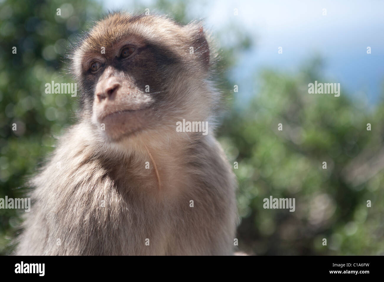 Gibraltar Barbary Ape (in actuality Macaques). Also known as the Gibraltar Monkey. Stock Photo