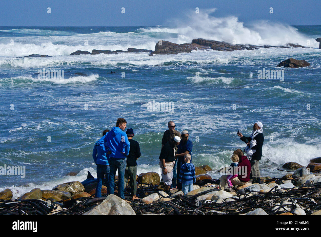 People trying to save beached dolphin, Cape of Good Hope, Western Cape, South Africa Stock Photo