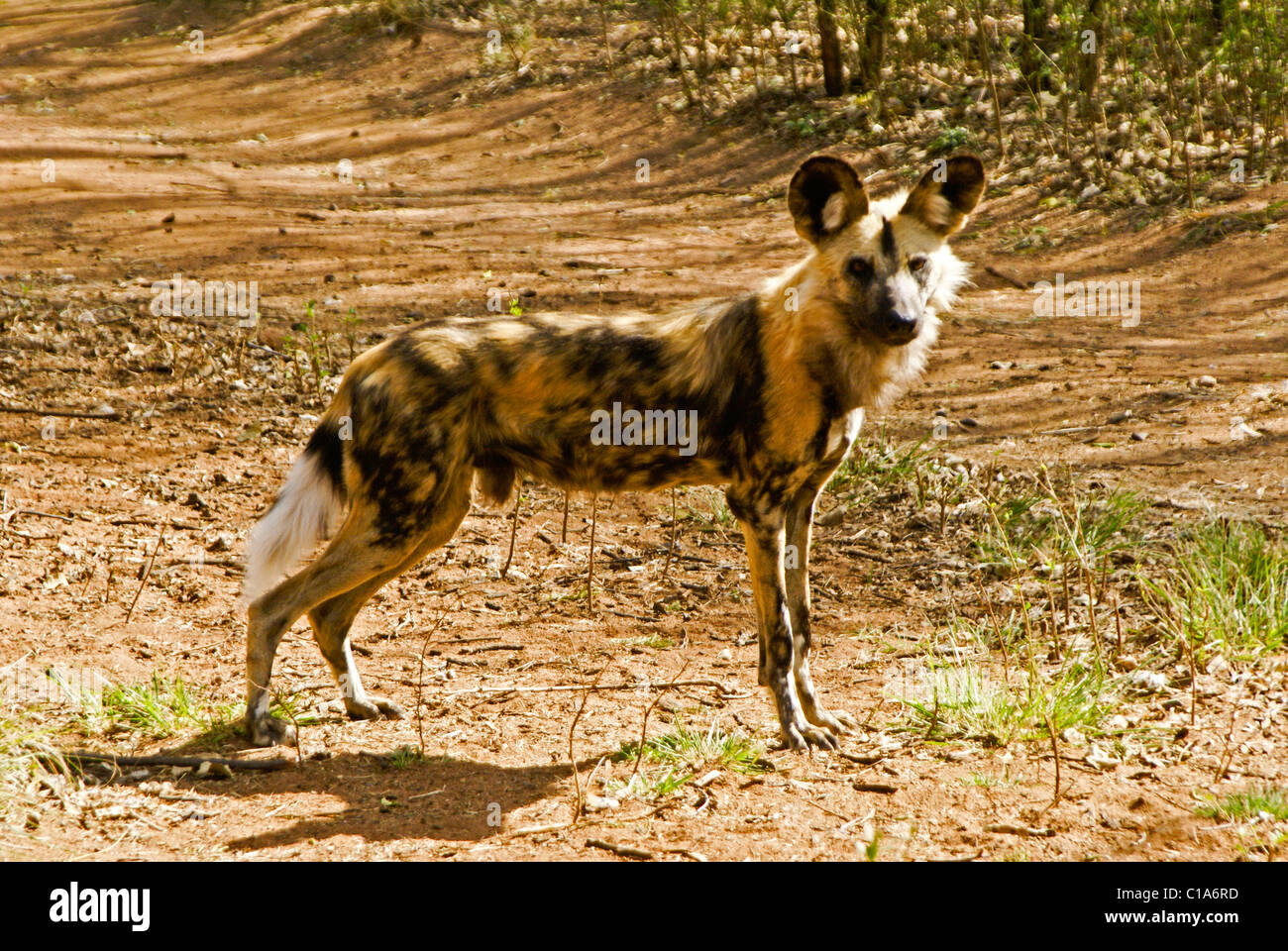 Wild dog (African hunting dog), South Africa Stock Photo
