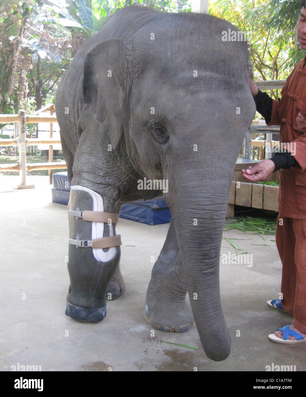 three legged elephant