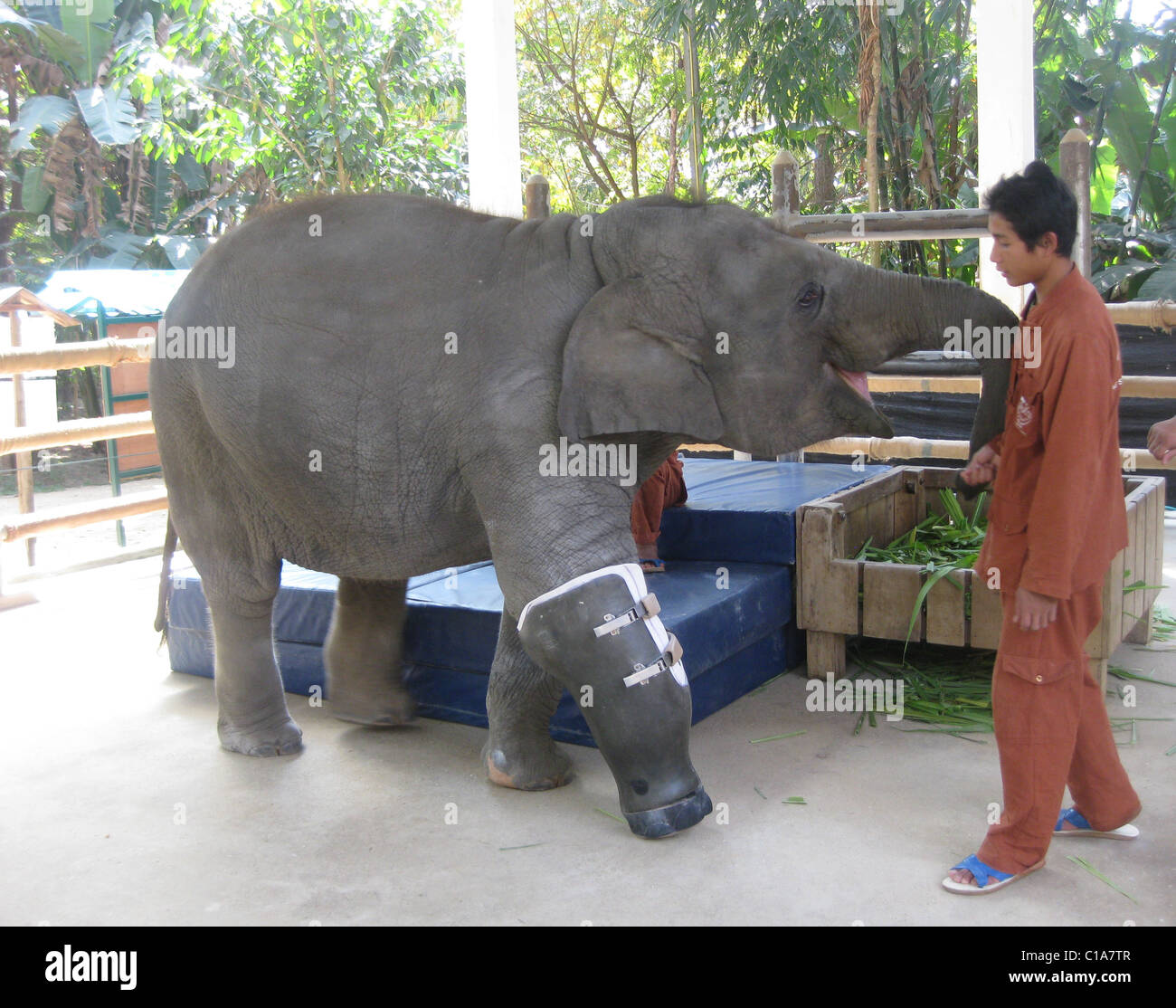 three legged elephant