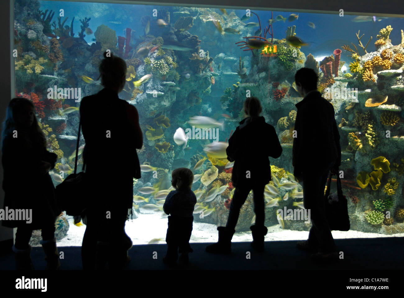 Aquarium tank with people silhouetted against it Stock Photo