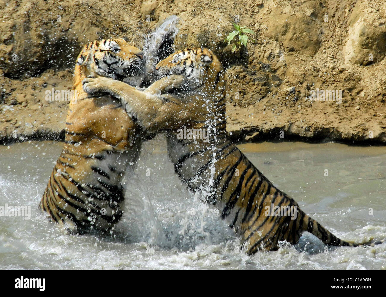 Two Siberian tigers fight in the water at the Siberian Tiger Garden in