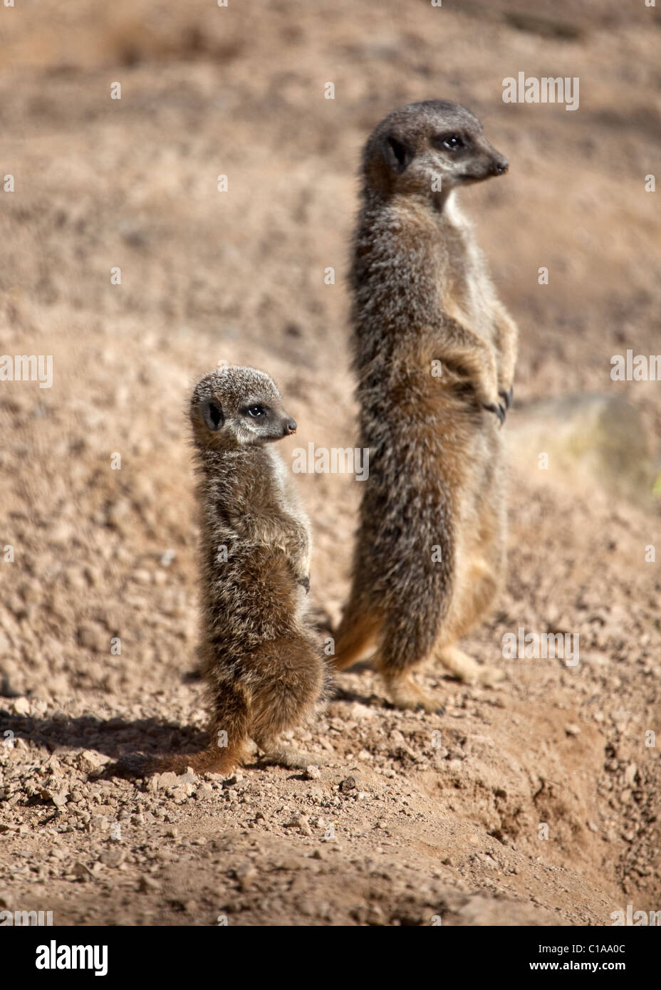 A Female Meerkat standing with its baby Stock Photo