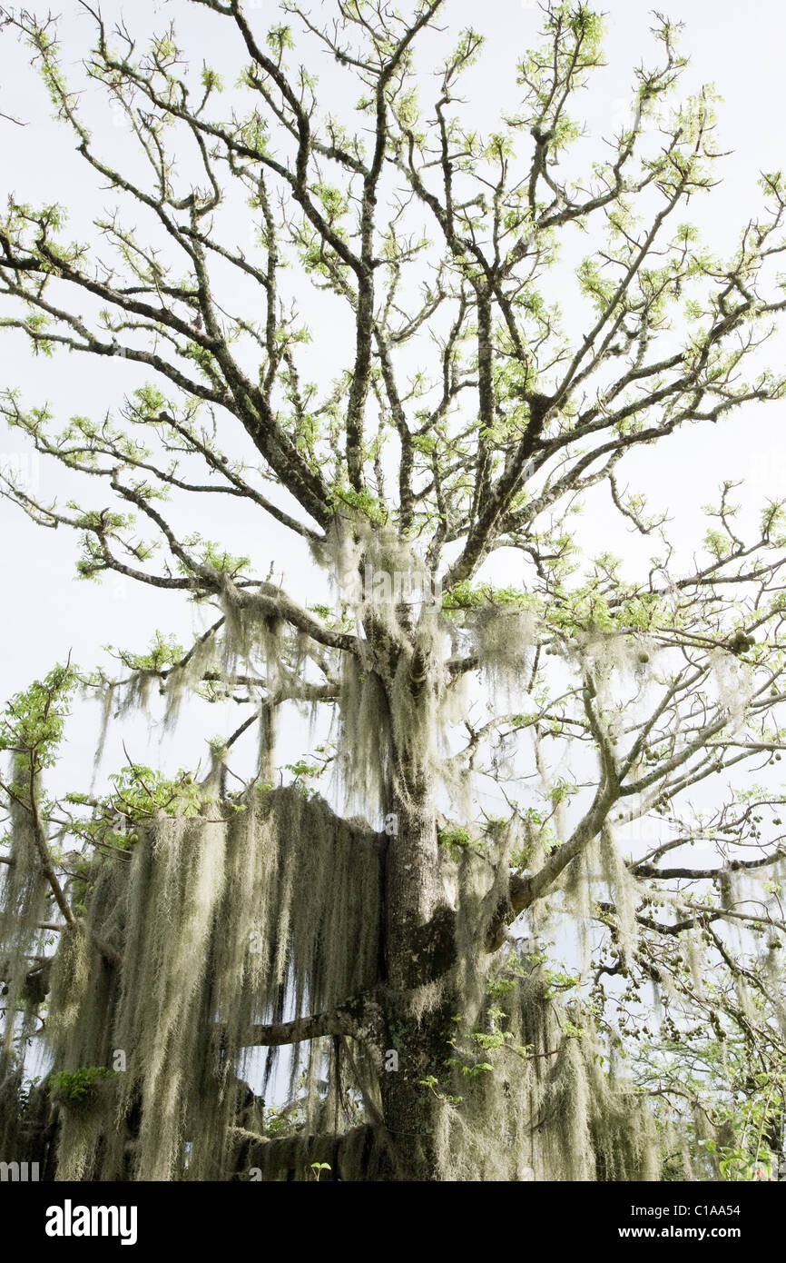Tree with hanging foliage Stock Photo - Alamy