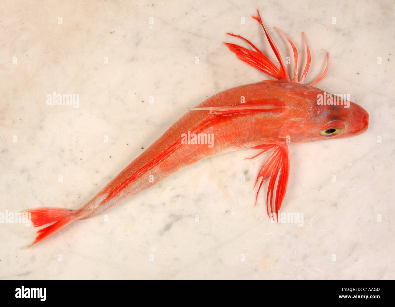 Red Gurnard fish on a marble slab Stock Photo