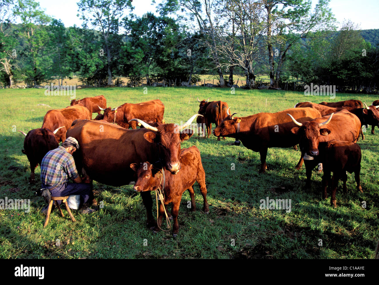 France, Puy de Dome, milking cows for manufacture in the parc of volcanoes in auvegne Stock Photo