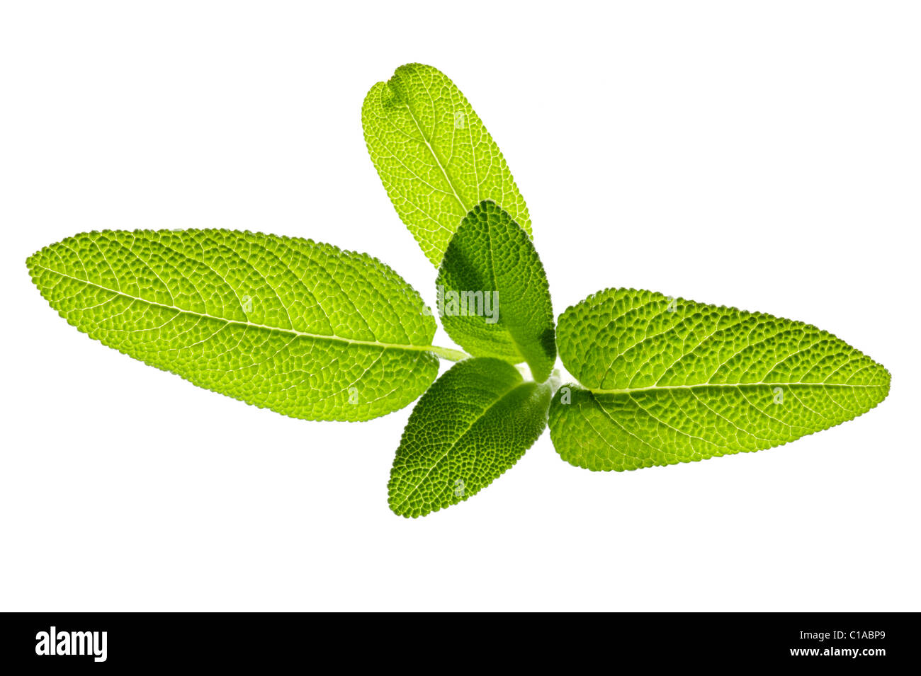 sage leaf Stock Photo