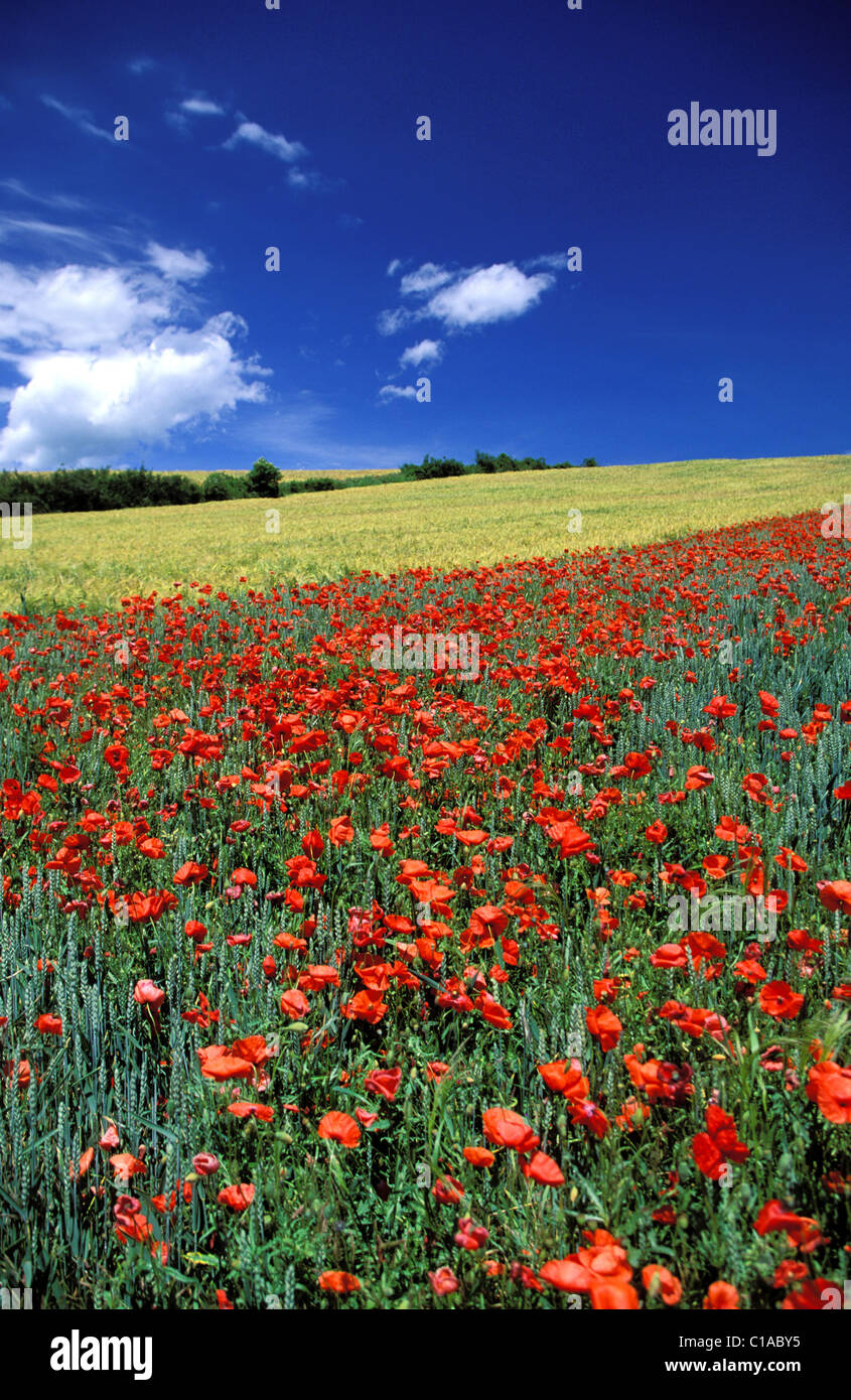 Poppy field in allier valley hi-res stock photography and images - Alamy