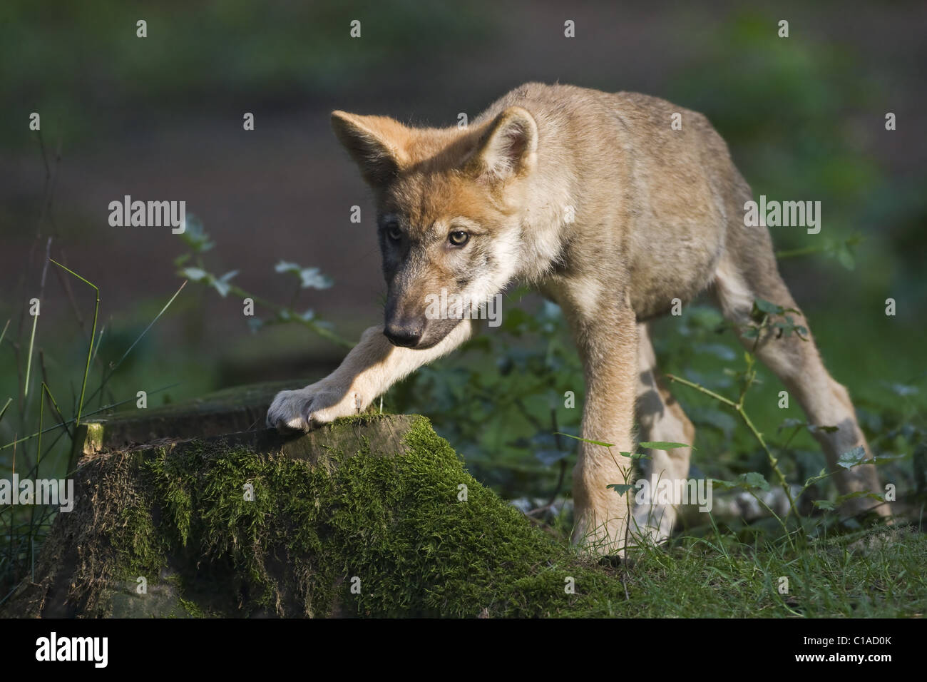 Wolf pup Stock Photo Alamy