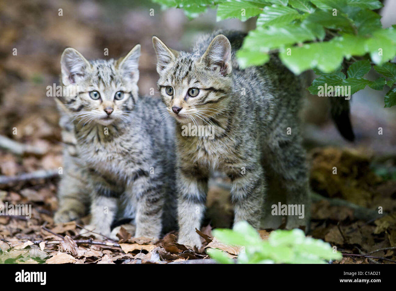 European wildcat Stock Photo
