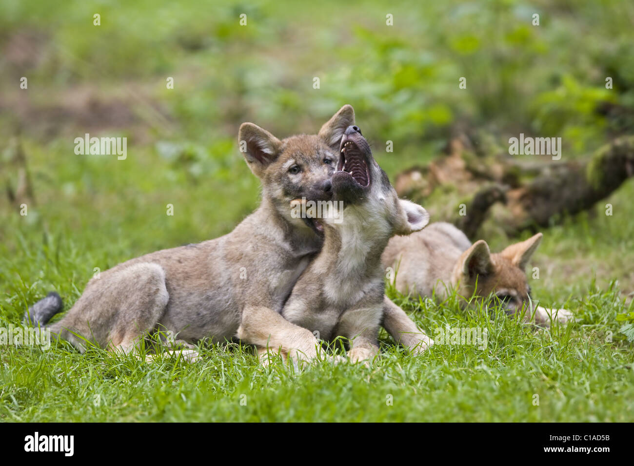 Wolf pup Stock Photo