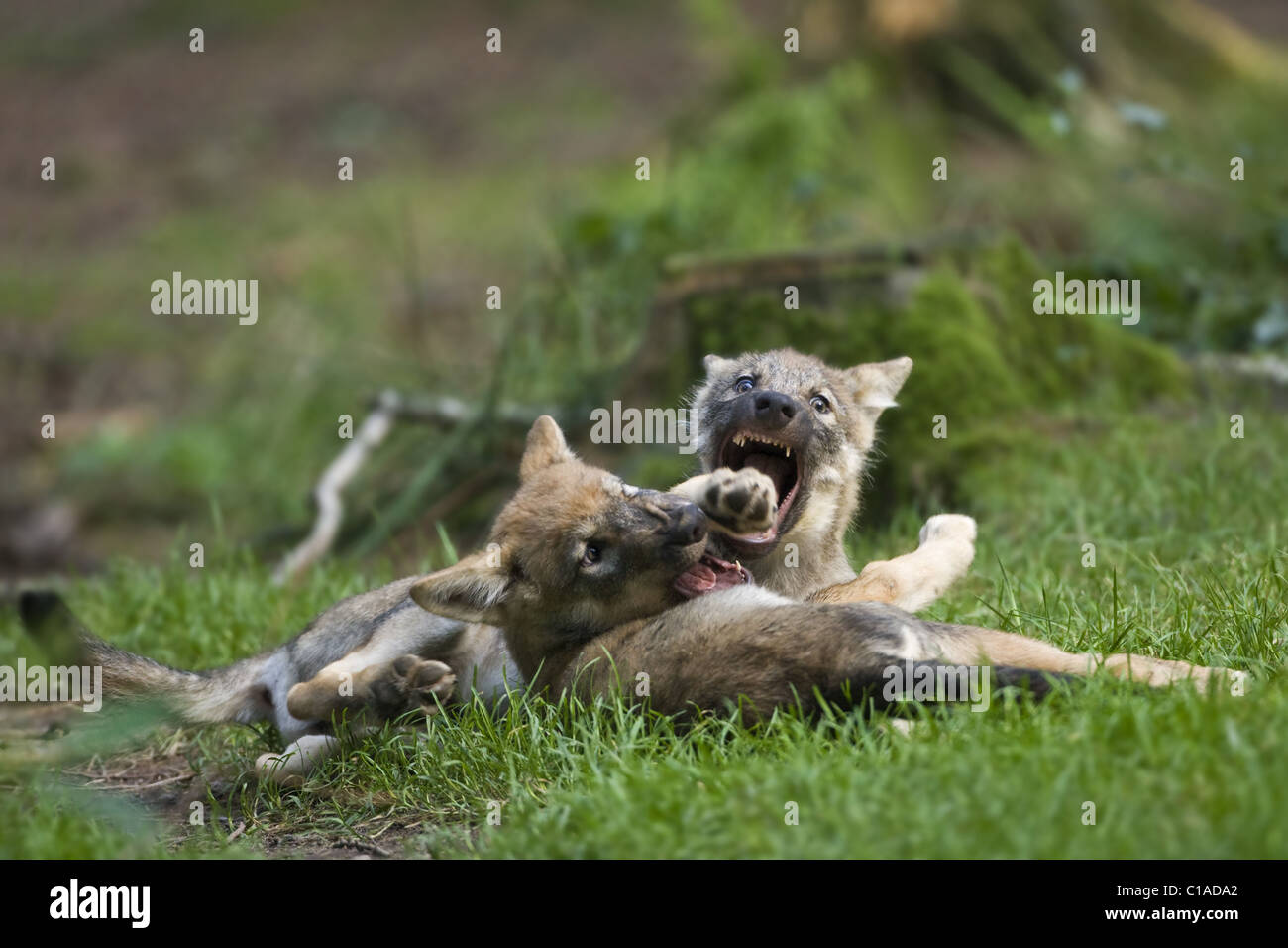 Wolf pup Stock Photo