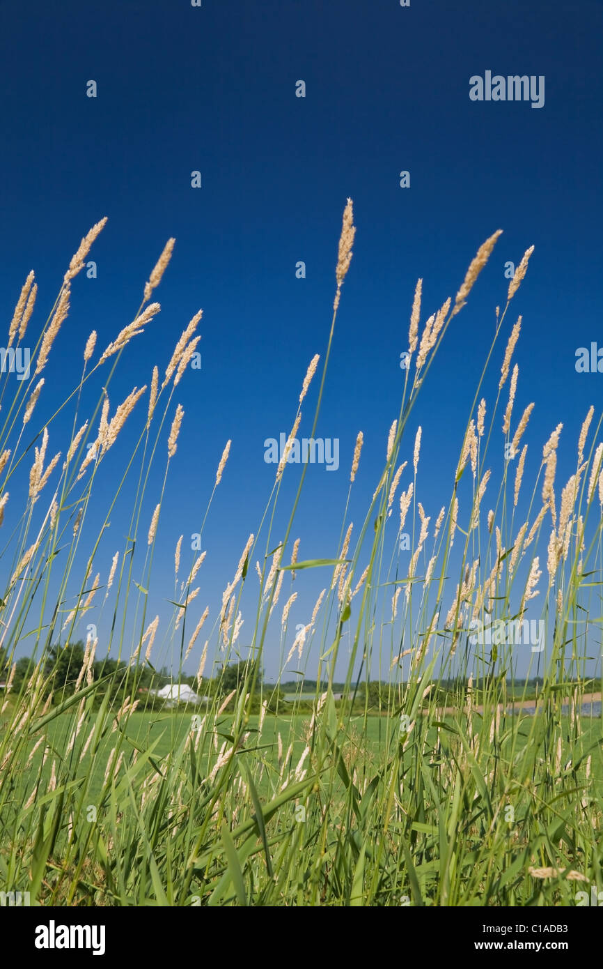 Wild grass, Quebec, Canada Stock Photo Alamy