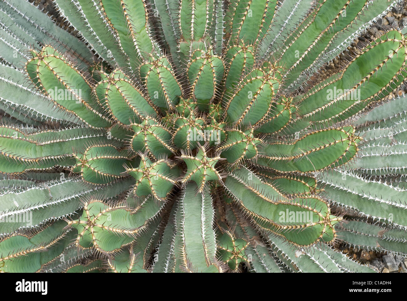 Cactus of the Deserts of Mexico Stock Photo
