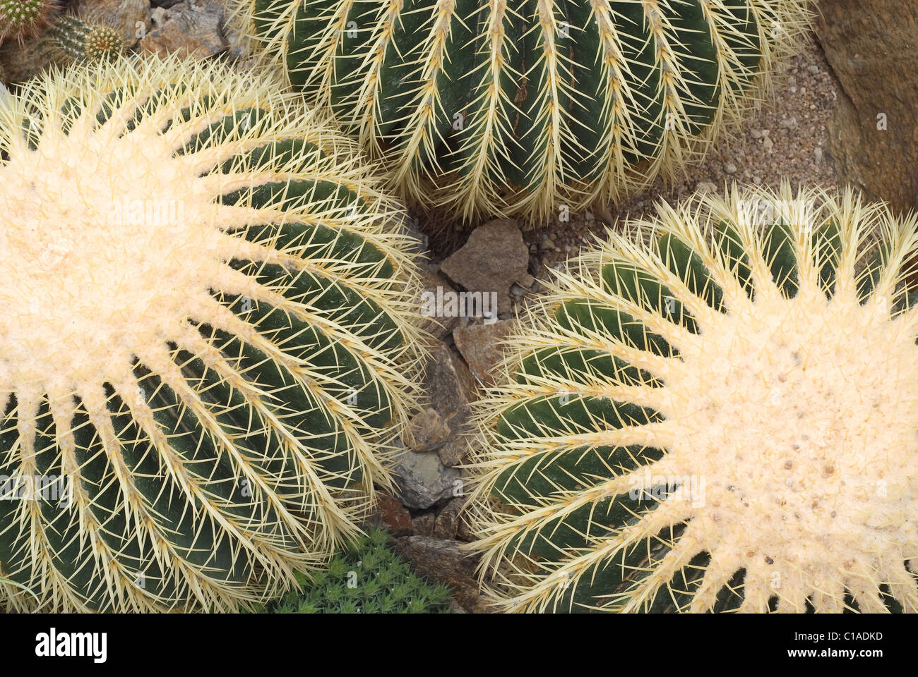 Golden Barrel Cactus native to central Mexico Stock Photo