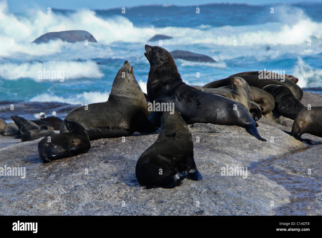 Cape fur seals on rocks, South Africa Stock Photo Alamy