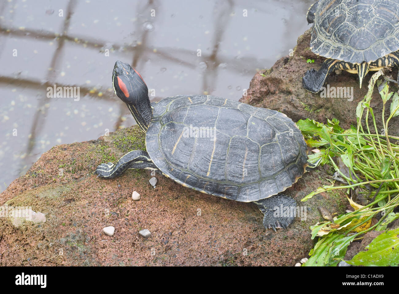 Red Eared Slider Turtle on the bank of a pond Stock Photo