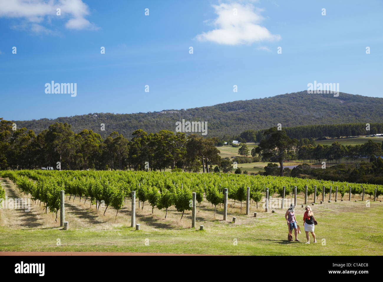 Forest Hill winery, Denmark, Western Australia, Australia Stock Photo
