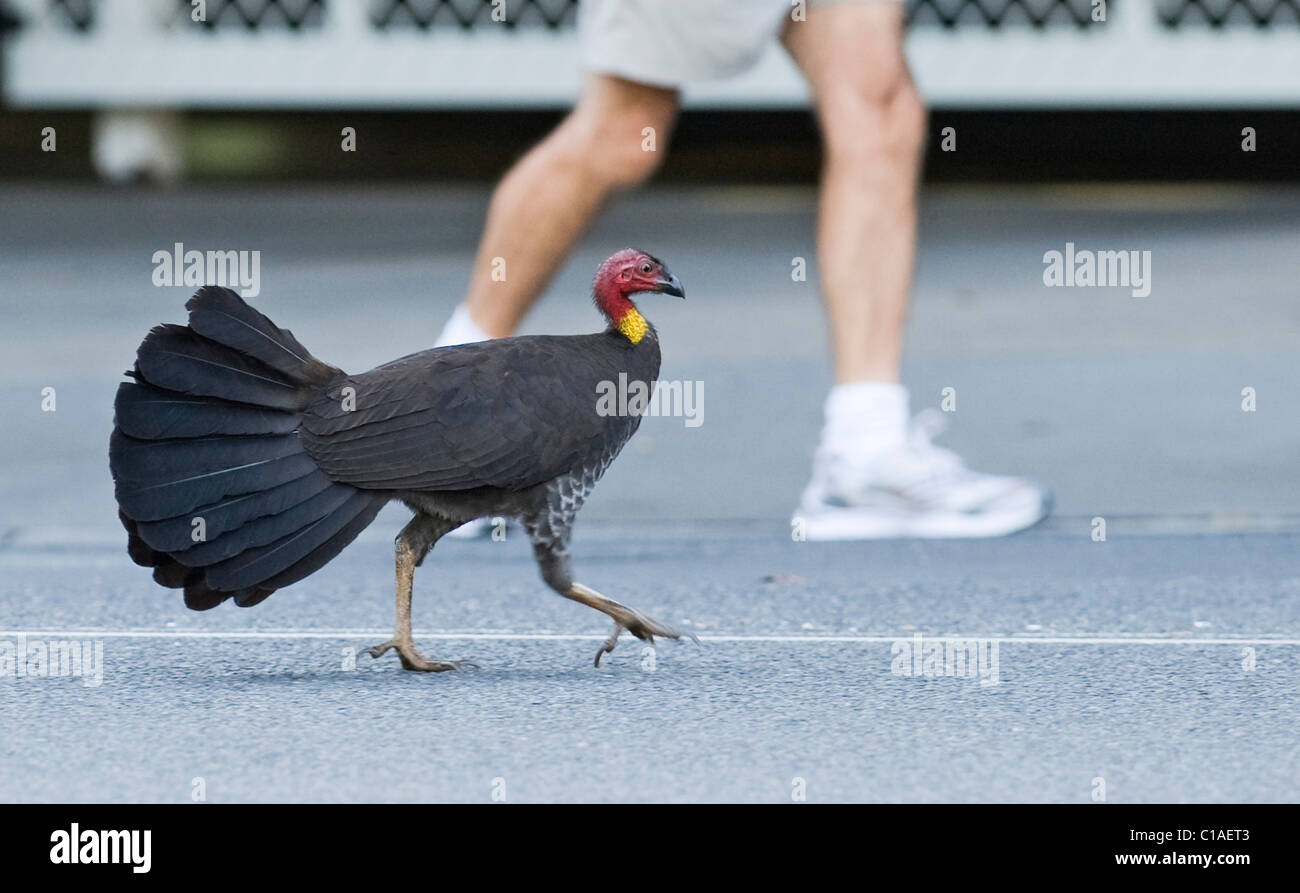 Brush turkey australia hires stock photography and images Alamy