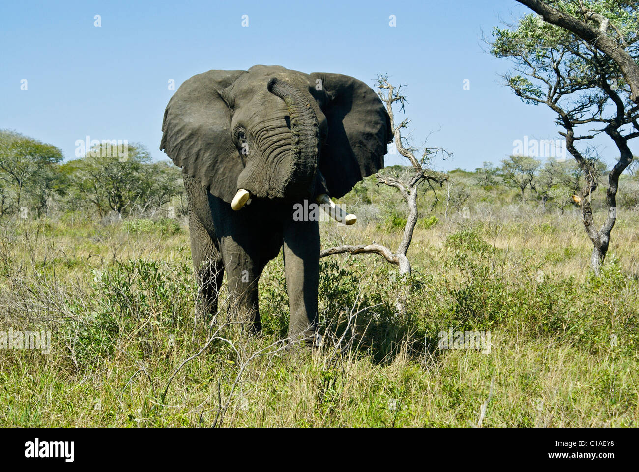 Elephant Front View With Trunk Up