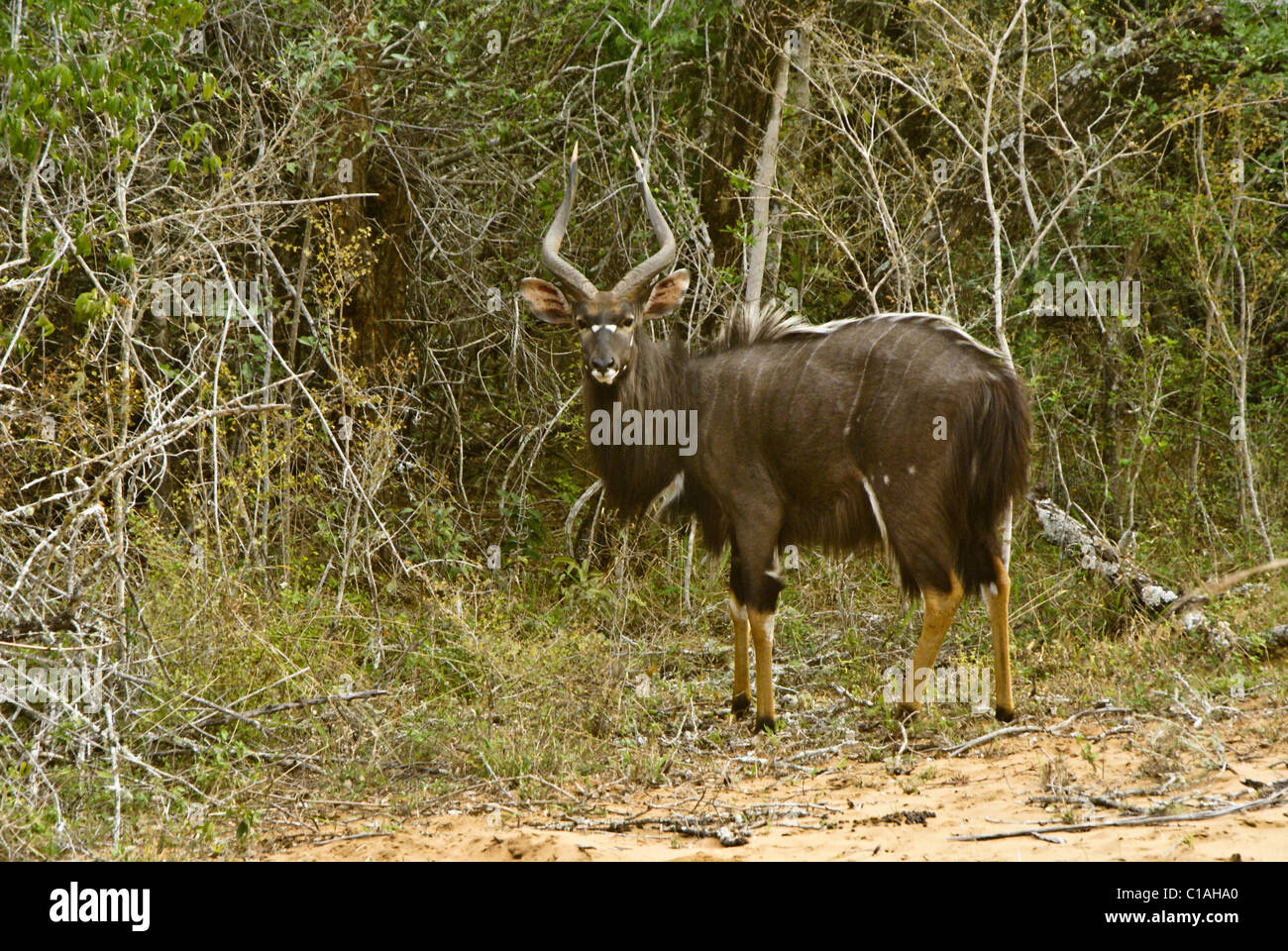 Male nyala antelope, Tembe National Elephant Park, Kwazulu-Natal, South Africa Stock Photo