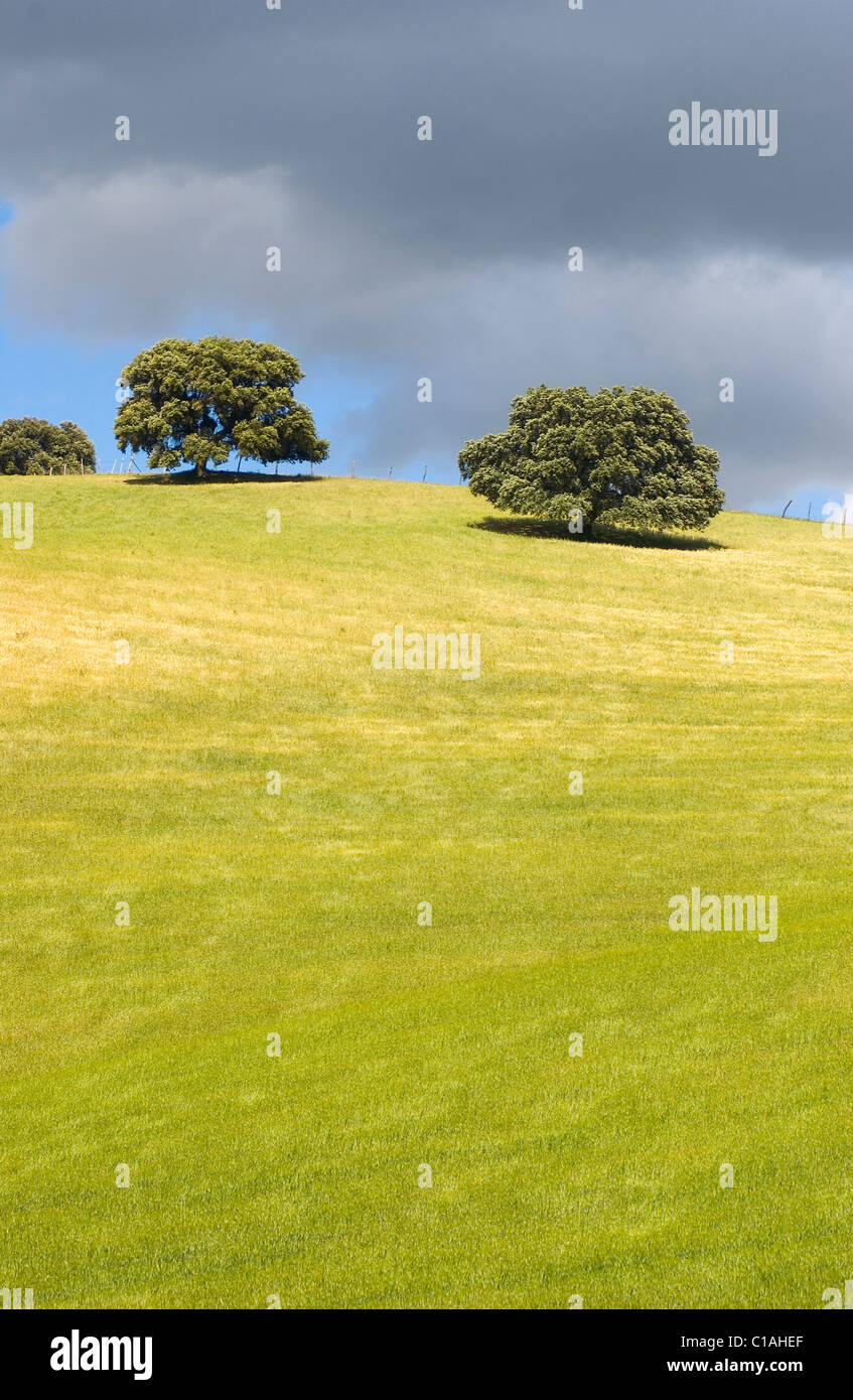 Farming land Fertile valley of the river Guadalete Andalucía, Spain