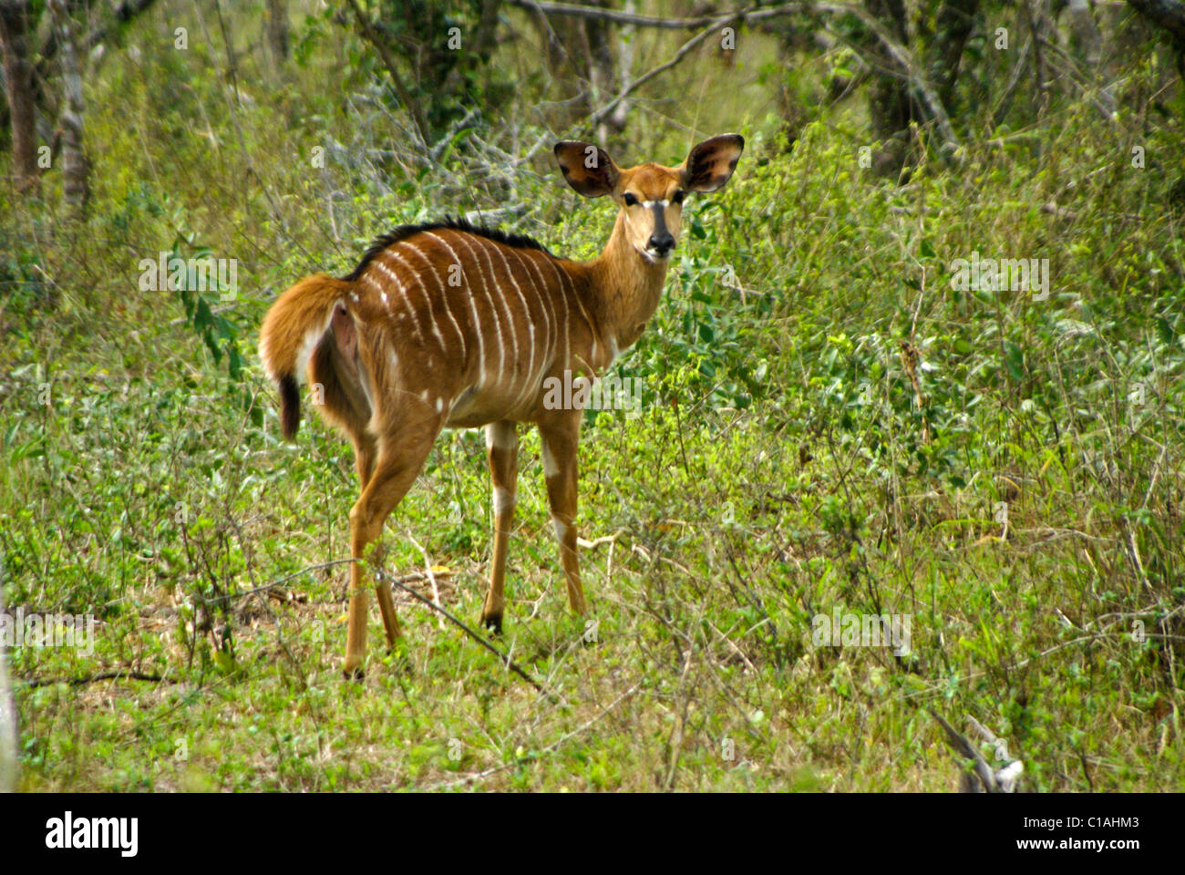 Young nyala antelope, Tembe National Elephant Park, Kwazulu-Natal, South Africa Stock Photo