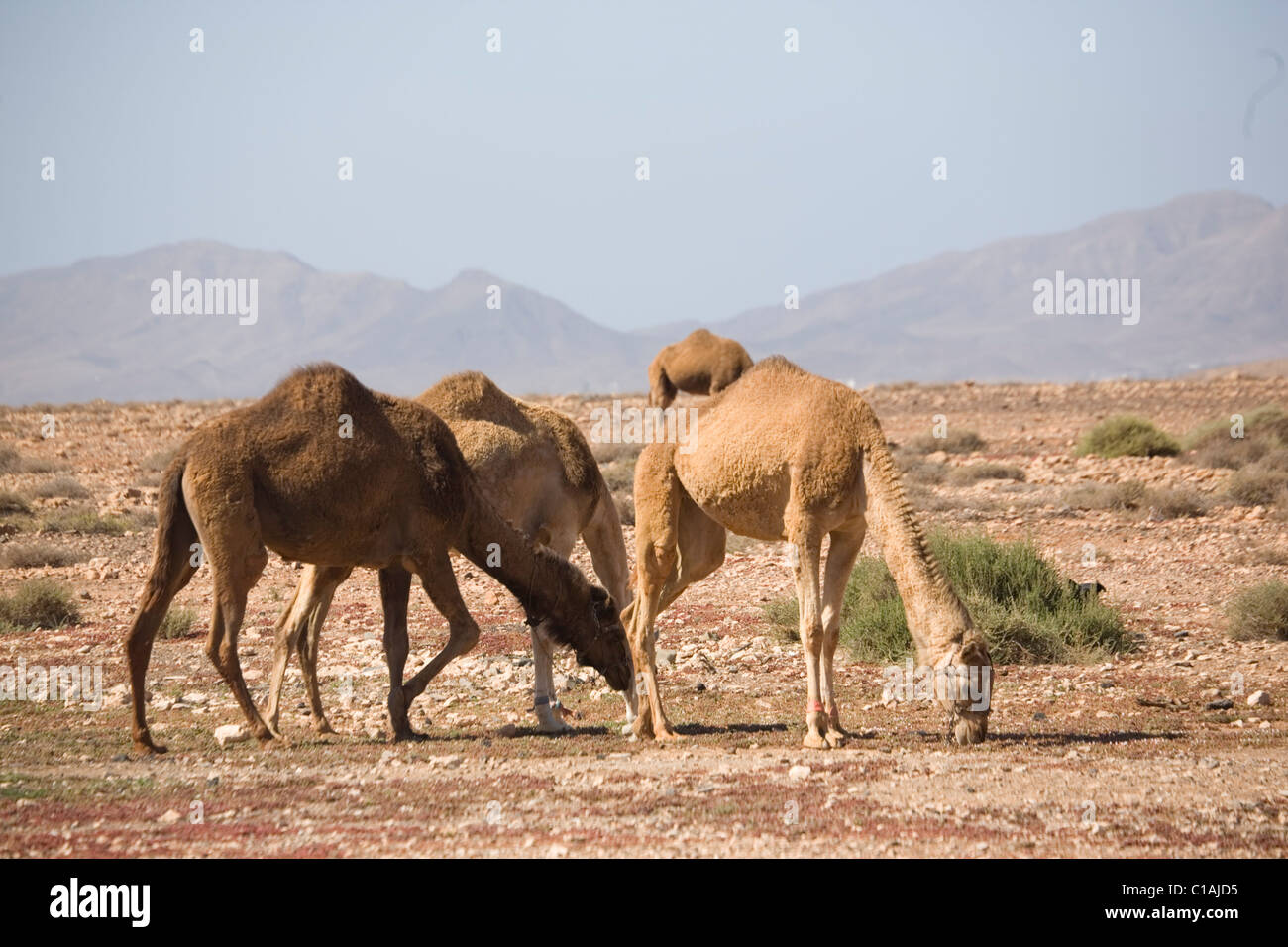Spain Canary Islands Fuerteventura Wild camels Stock Photo - Alamy
