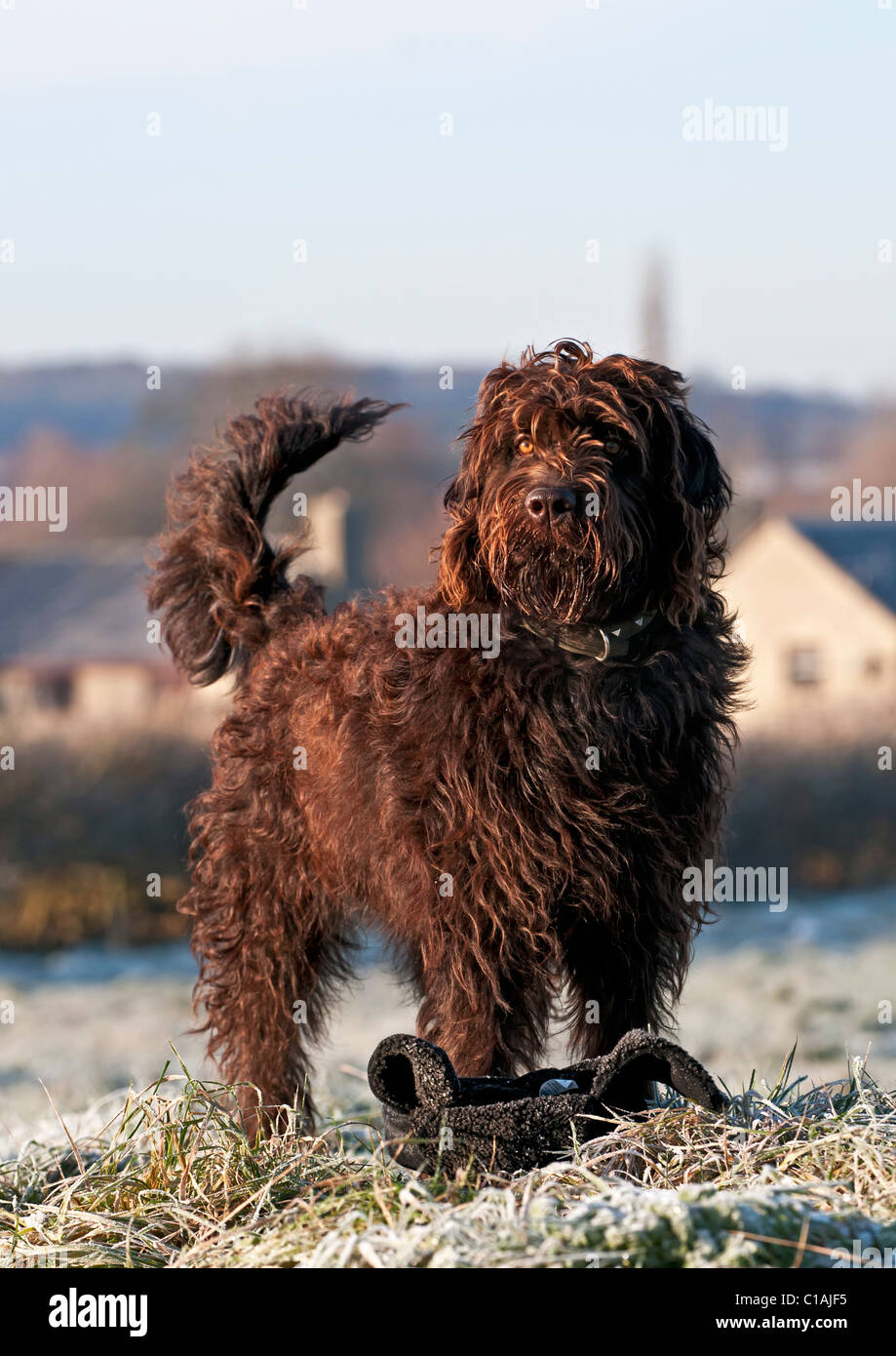 A one year old Labradoodle Stock Photo Alamy