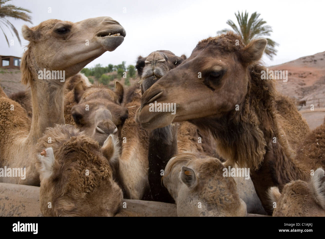 Spain canary islands hi-res stock photography and images - Alamy